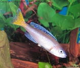 Cyprichromis leptosoma Utinta