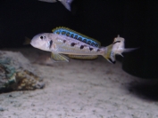 Xenotilapia ochrogenys Mzuri