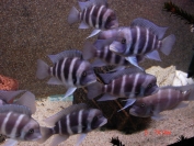 Cyphotilapia frontosa Mpimbwe