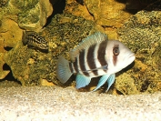 Cyphotilapia frontosa Burundi