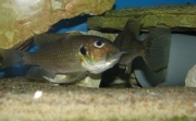 Gnathochromis permaxillaris