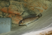 Triglachromis otostigma