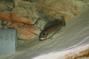 Triglachromis otostigma