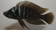 Altolamprologus calvus Black