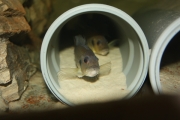 Triglachromis otostigma