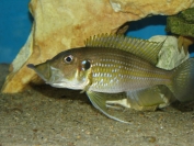 Gnathochromis permaxillaris