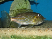 Gnathochromis permaxillaris