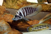 Altolamprologus calvus Black