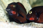 Tropheus sp. Chimba