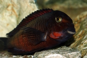 Tropheus sp. Chimba