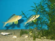 Xenitilapia papilio Tembwe