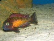 Tropheus sp. Kasanga