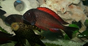 Tropheus sp. Moliro