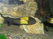 Tropheus sp. Ikola