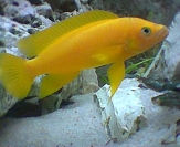 Neolamprologus leleupi