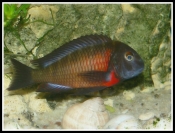 Tropheus sp. Lupota