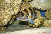 Neolamprologus sexfasciatus Gold Tembwe