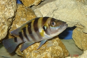 Neolamprologus sexfasciatus Gold Tembwe