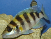 Neolamprologus sexfasciatus Gold Tembwe