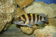 Neolamprologus sexfasciatus Gold Tembwe