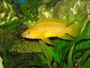 Neolamprologus leleupi