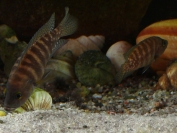 Neolamprologus obscurus