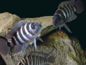 Neolamprologus sexfasciatus Blue