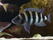 Neolamprologus sexfasciatus Blue