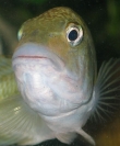 Simochromis diagramma