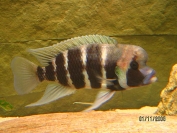 Cyphotilapia frontosa Kigoma