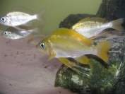 Ophtalmotilapia nasuta Kipili gold