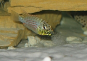 Ctenochromis horei