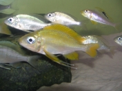 Ophtalmotilapia nasuta Kipili gold