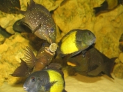 Petrochromis trewavasae