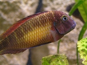 Tropheus sp. Kasanga