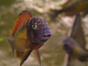 Tropheus sp. Kasanga