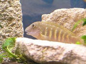 Eretmodus cyanostictus Kigoma