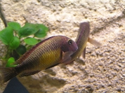 Tropheus sp. Kasanga