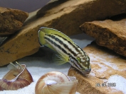 Julidochromis regani Golden Zambia