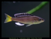 Cyprichromis sp. "Leptosoma Jumbo" Katete