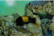 Tropheus sp. Ikola