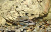 Julidochromis dickfeldi