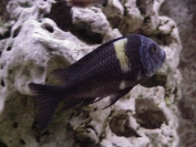 Tropheus cf. Duboisi