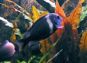 Tropheus cf. Duboisi