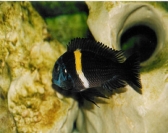 Tropheus cf. Duboisi