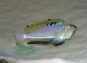 Enantiopus melanogenys