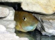 Eretmodus cyanostictus Kiku