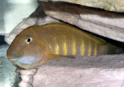 Eretmodus cyanostictus Kiku