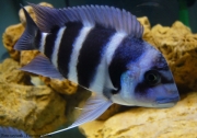 Cyphotilapia frontosa Moba