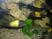 Tropheus sp. Ikola